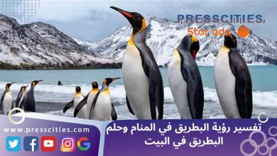 تفسير رؤية البطريق في المنام وحلم البطريق في البيت